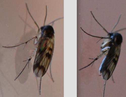 Réf. 298 109 : Mycetophila sp.